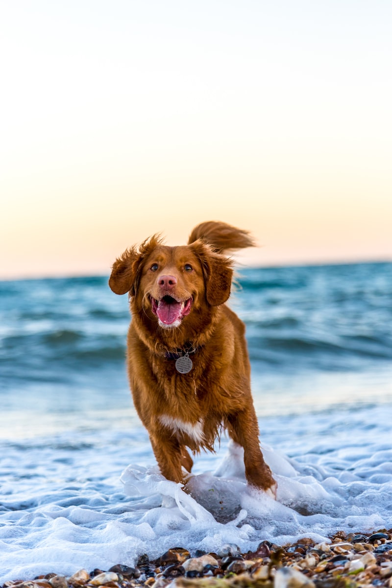 Perro feliz corriendo a recibir su pedido